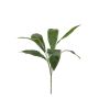 Aspidistra bush 78cm