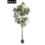 Magnolia denudata tree 210cm (knock-down packing)