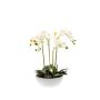 Phalaenopsis white 70cm in white bowl