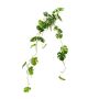 Monstera hanging bush 80cm