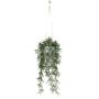 Rhipsalis in hanging pot 110cm