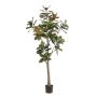 Magnolia denudata tree 180cm (knock-down packing)