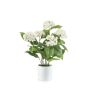 Hydrangea white in pot 50cm