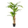 Banana tree x3 210cm (knock down packing)
