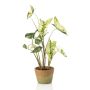 Caladium green/white in aged pot 60cm
