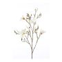 Magnolia spray cream 105cm
