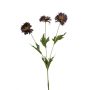 Centaurea spray dk purple 75cm
