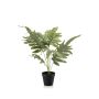 Phlebodium bush grey/ green 60cm in black pot