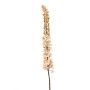 Eremurus spray beige109cm