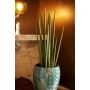 Sansevieria cylindrica 70cm