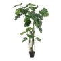 Monstera x4 w air roots 210cm (knock down packing)