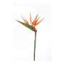Strelitzia spray orange 90cm
