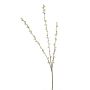 Salix spray cream 105cm