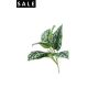 Scindapsus pictus bush green/grey 24cm