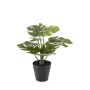 Monstera in pot 30cm