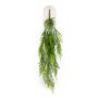 Asparagus hanging bush tt green 95cm
