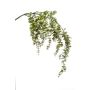 Eucalyptus hanging spray green 120cm