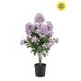 Syringa UV in pot lt purple 65cm