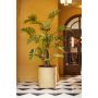 Philodendron selloum plant 180cm (knock down packing)