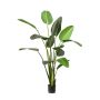 Strelitzia plant 230cm (3lvs knock down packing)