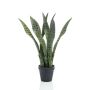 Sansevieria in pot 50cm