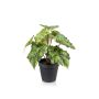 Begonia leaves bush green 30cm in black pot