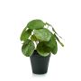 Pilea bush 25cm in black pot