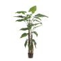 Alocasia giant plant 180cm (knock down packing)