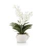 Vanda white in pot 60cm