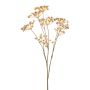 Heracleum mini spray beige 75cm