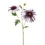 Chrysantum spider spray puple 70cm