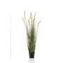 Grass foxtail 120cm