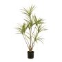 Dracaena multitrunk plant x8120cm