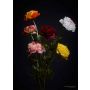 Ranunculus spray cream/pink 50cm