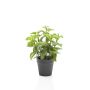 Mint in pot 23cm
