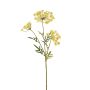 Dill spray yellow 80cm