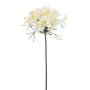 Agapanthus spray white 80cm