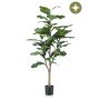 Ficus lyrata tree 120cm