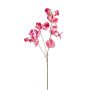 Lathyrus spray pink 75cm