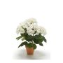 Hydrangea bush cream 40cm in tc pot