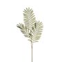 Mimosa lvs spray green 90cm