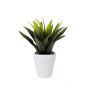 Agave bush green/red 29cm in white pot