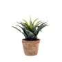 Agave green/red 27cm in tc pot aged