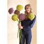 Allium giant spray purple 90cm