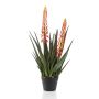Aloe plant with 2 flowers orange 80cm