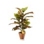 Croton bush 65cm in tc pot