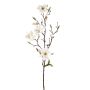 Magnolia spray cream 75cm