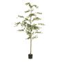 Bucida tree 210cm (knock down packing)