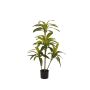 Dracaena plant 115cm (knock down packing)