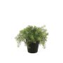 Asparagus bush lt green 28cm in black pot